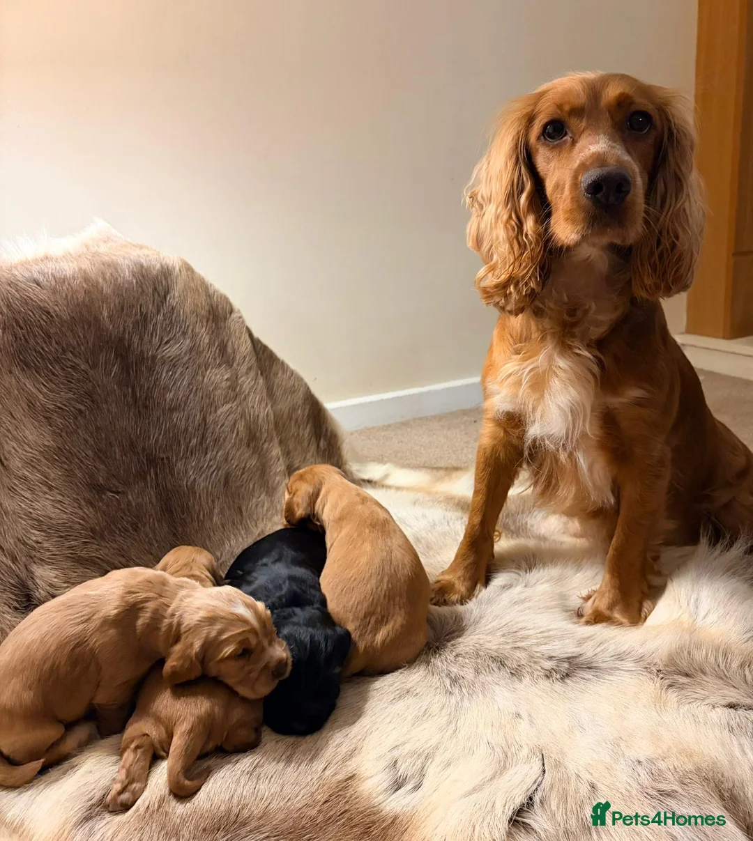 Cocker Spaniel dogs for sale: ✨ Working Cocker Spaniel pups, ready 7th March ✨ - Advert 14