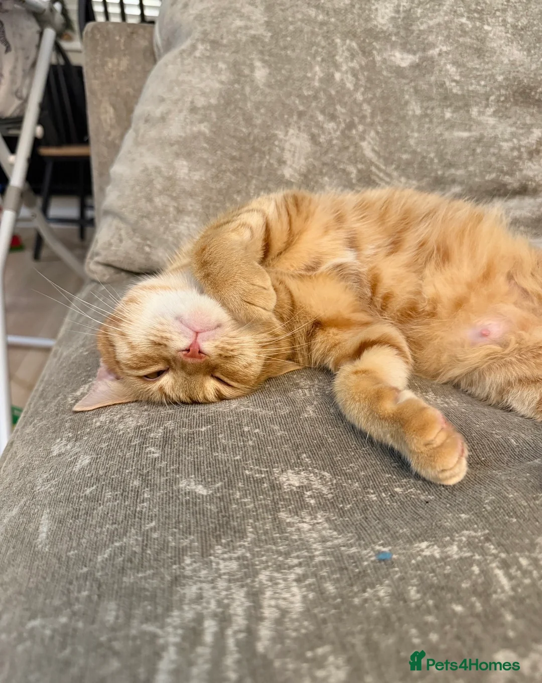 Mixed Breed cats for sale: Ginger female adult cat needing a new home - Advert 1