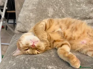 Mixed Breed cats Ginger female adult cat needing a new home - Advert 2