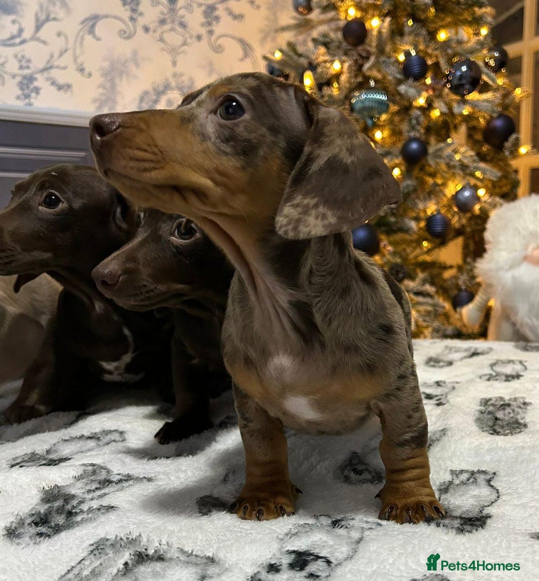 Dachshund dogs for sale: FULLY VAX kc REG PRA CLR miniature dachshunds  - Advert 12
