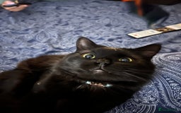 Bombay cats for sale: Milo - black male cat for sale 2 years old  - Image 2