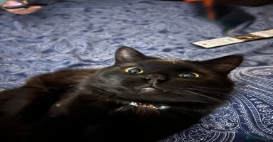 Bombay cats - Advert 8