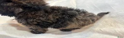 Miniature Poodle dogs for sale: Miniature poodles - Advert 3