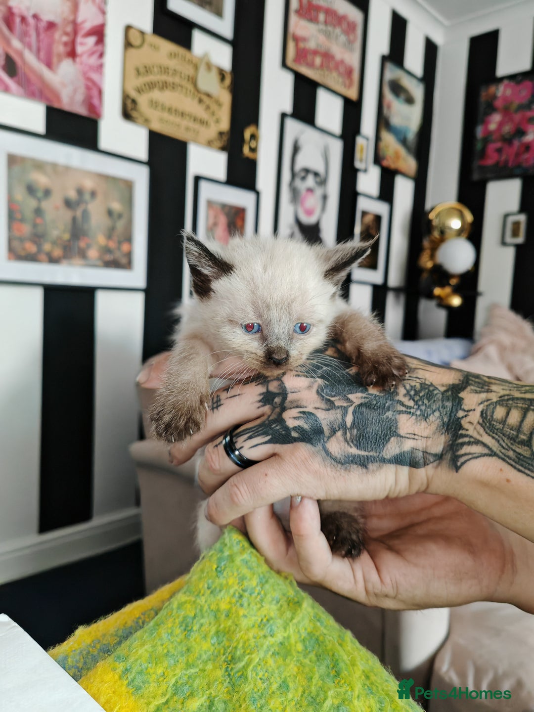 Sphynx cats for sale: For sale I have seven adorable kittens sphynx  - Image 8