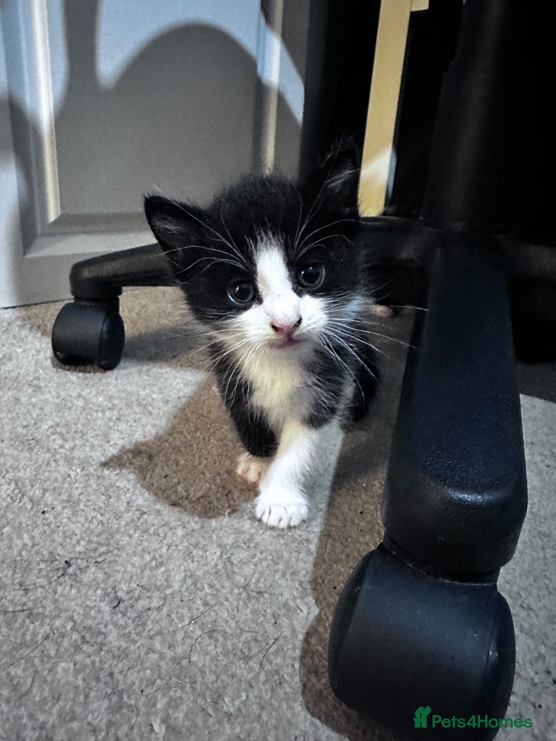 Mixed Breed cats for sale: 3 kittens the perfect  **   ** !  - Advert 3