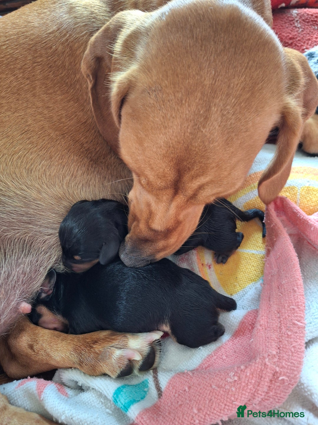 Dachshund dogs for sale: 4 exceptional smooth haired  dachshund mini pups  - Image 4