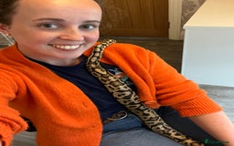 Python Snake reptiles for sale: Royal python and custom viv - Image 3