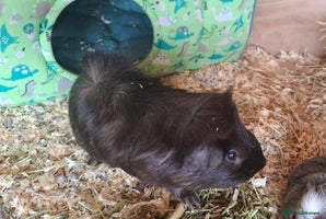 Guinea Pig rodents Frank & Freddie - Advert 1