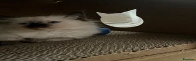 Ragdoll 2