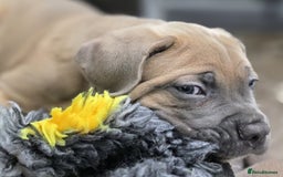 Cane Corso dogs for sale: Excellent Formentino Corso male puppies for sale.  - Image 13