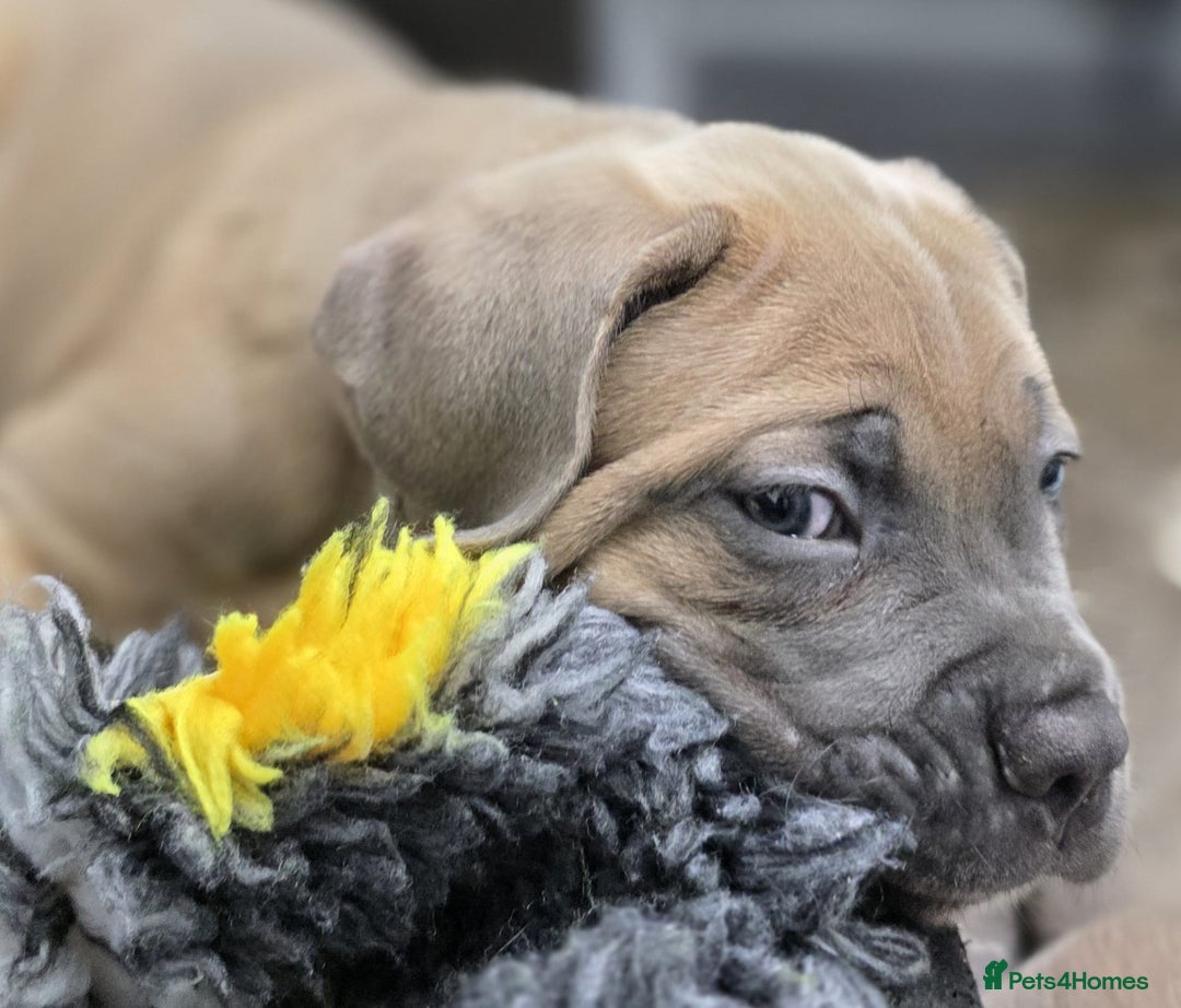 Cane Corso dogs for sale: Excellent Formentino Corso male puppies for sale.  - Image 13