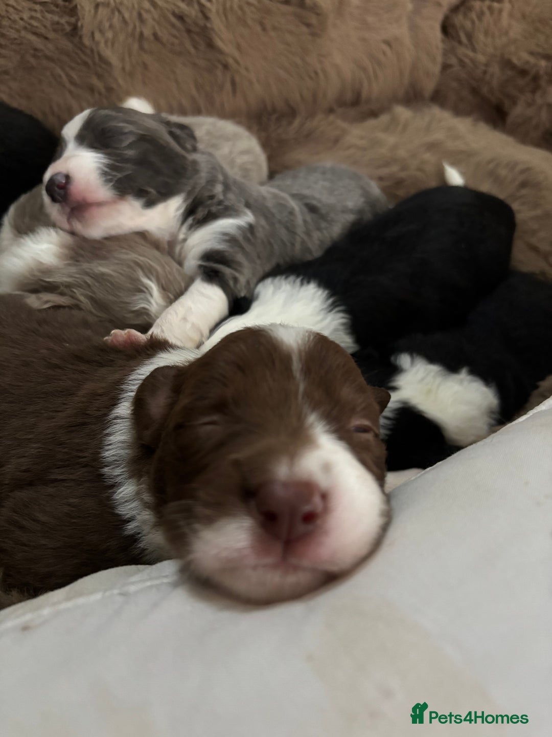 Border Collie dogs for sale: 4 border collie puppies - Advert 11