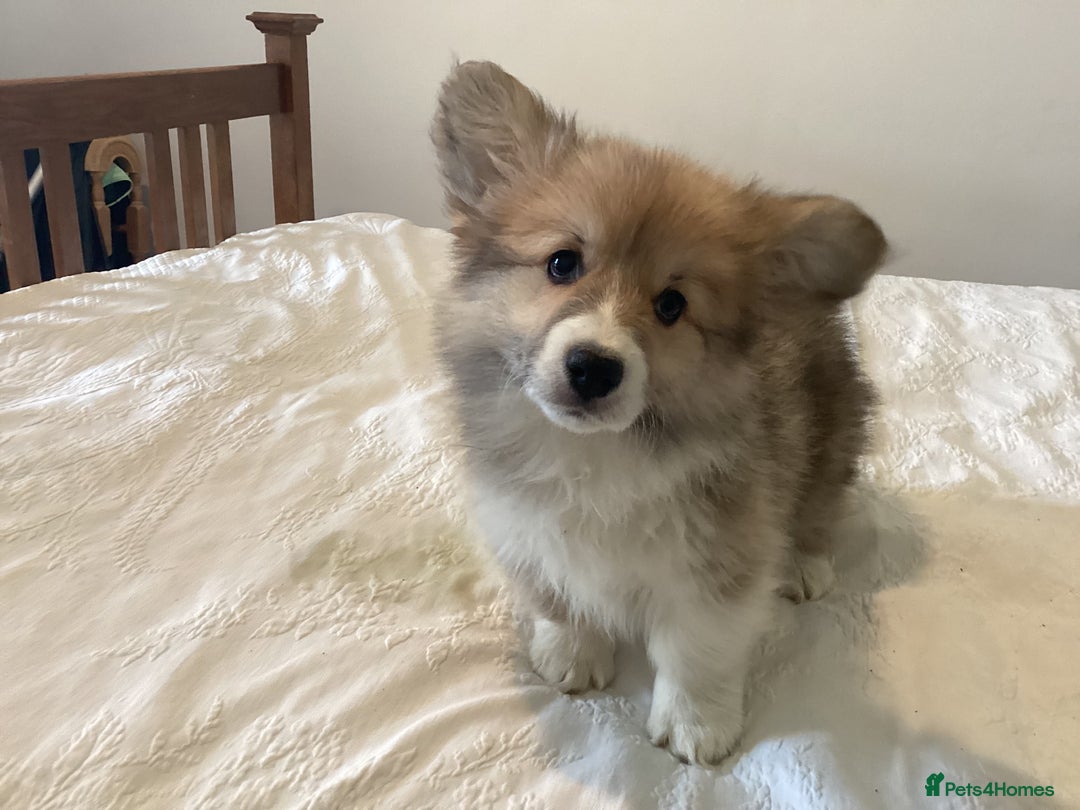 Welsh Corgi Pembroke dogs for sale: Welsh Pembroke Corgi Ready to leave 2 girls 1 boys - Advert 10