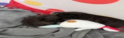 Mixed Breed cats for sale: Kittens  in Knaresborough - Advert 22