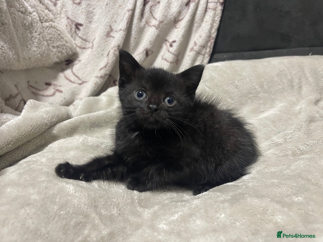 Domestic Shorthair cats for sale: British shorthair cross boy (50% bsh) - Advert 1