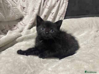 Domestic Shorthair cats British shorthair cross boy (50% bsh) - Advert 4