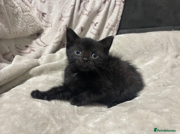 Domestic Shorthair cats British shorthair cross boy (50% bsh) - Advert 1