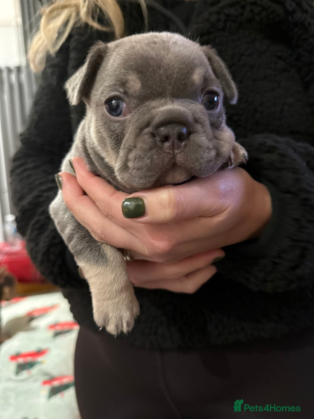 French Bulldog dogs for sale: One boy, one girl French bulldogs - Advert 4