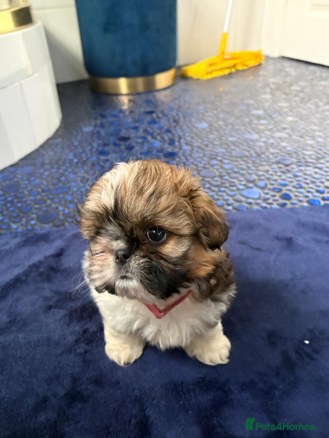 Shih Tzu dogs for sale: 3 lovely girl shih tzu puppies  - Advert 36