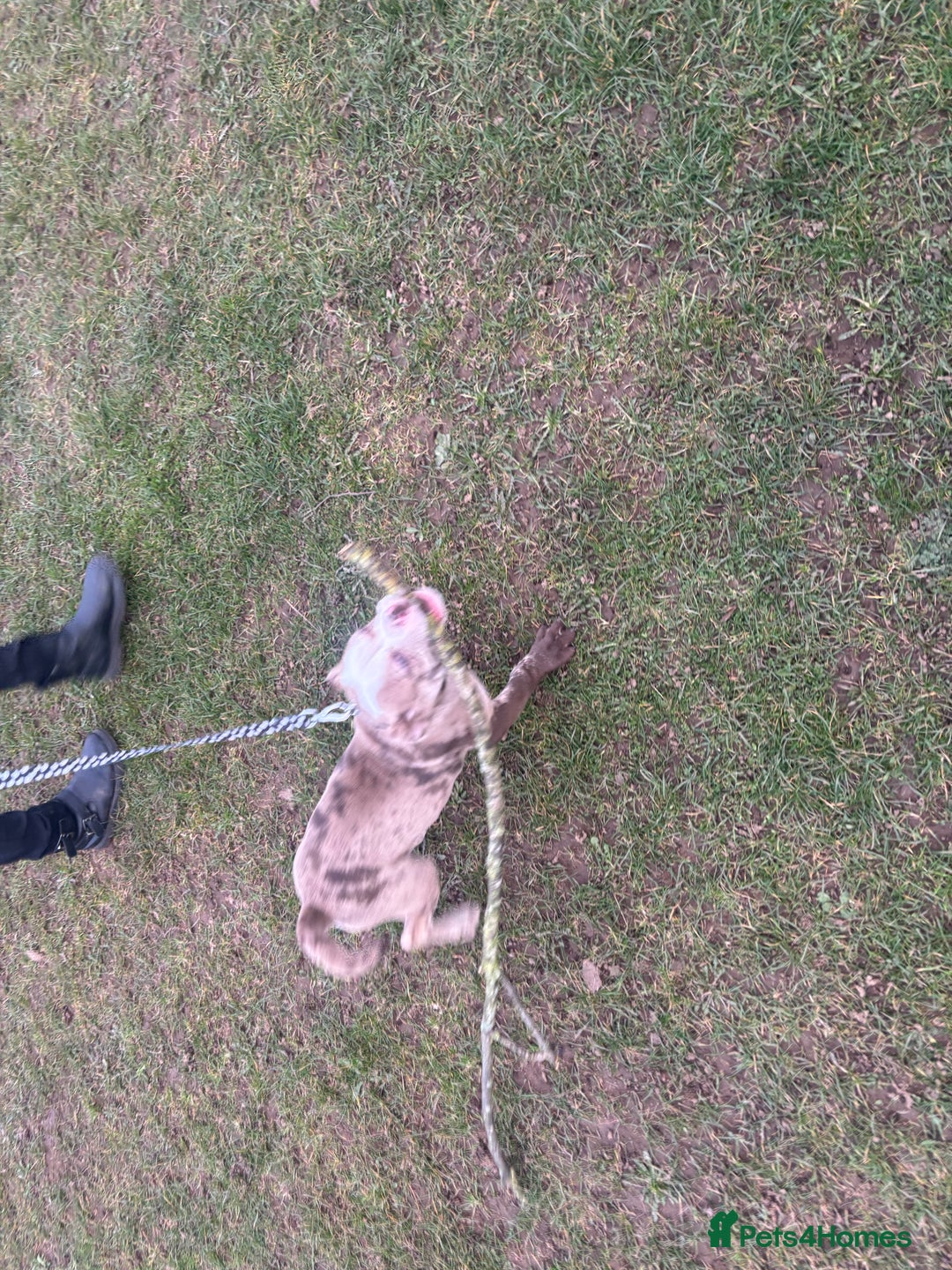 Olde English Bulldogge dogs for sale: Olde English bulldogge Merle female  - Image 2