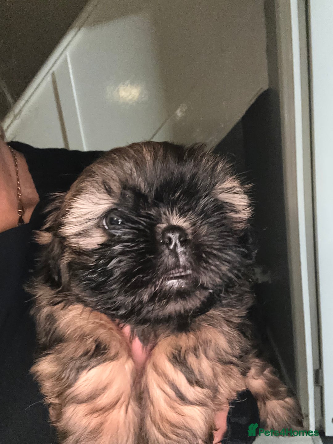 Shih Tzu dogs for sale: Ready to leave- imperial Shih Tzu - Image 12