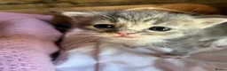 Mixed Breed cats for sale: Persian x Siamese  kittens for sale  in Canterbury - Advert 12