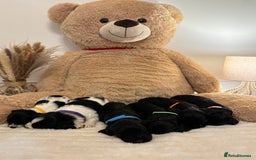 Mixed Breed dogs for sale: Cocker Sproodle Puppies ready 16/12 - Advert 14