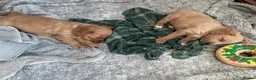 Cockapoo dogs for sale: Cockapoo x snoodle in Longfield - Advert 3