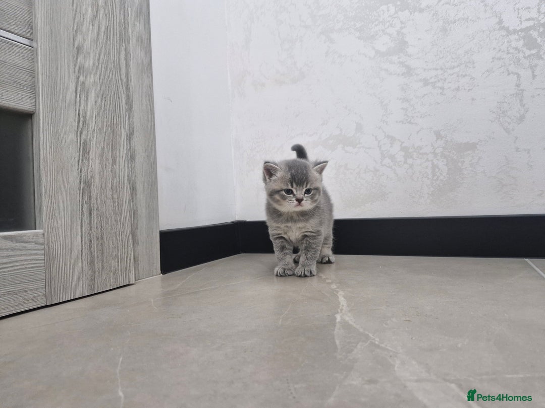 British Shorthair cats for sale: Beautiful British Short hairs kittens for sale - Image 15
