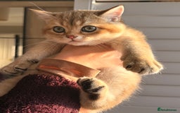 British Shorthair cats for sale: Early BLACK FRIDAY deal available  - Image 17