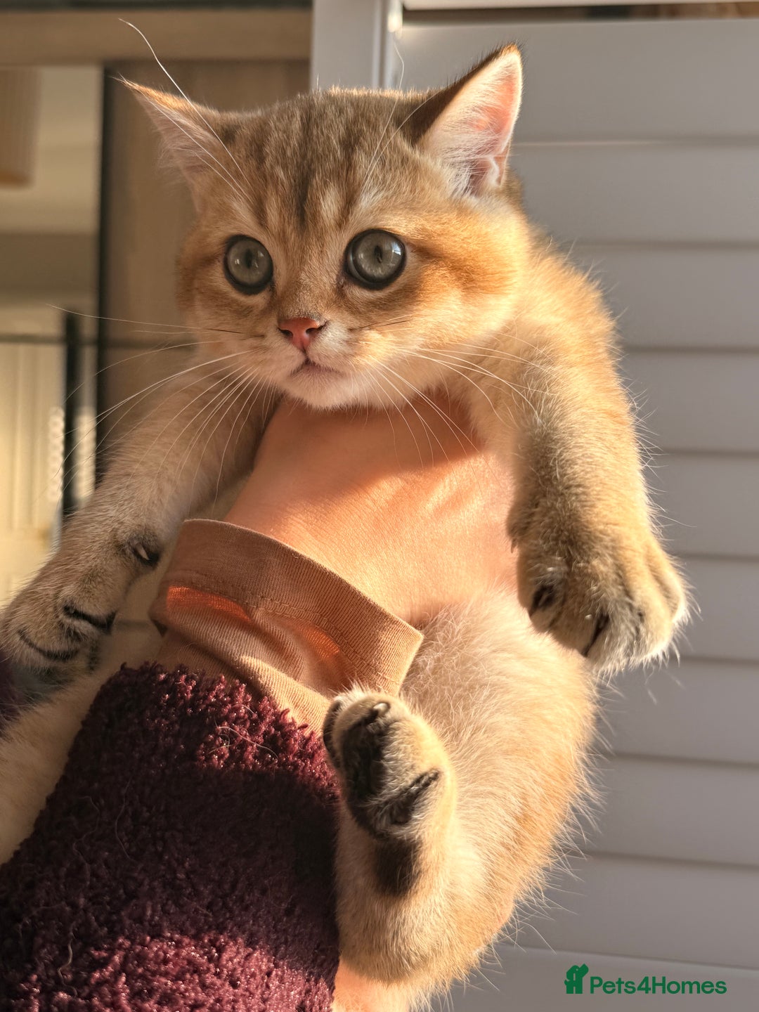 British Shorthair cats for sale: Early BLACK FRIDAY deal available  - Image 17