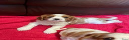 Cavalier King Charles Spaniel dogs for sale: Beautiful Cavalier King Charles KC Registered GIRL - Advert 6