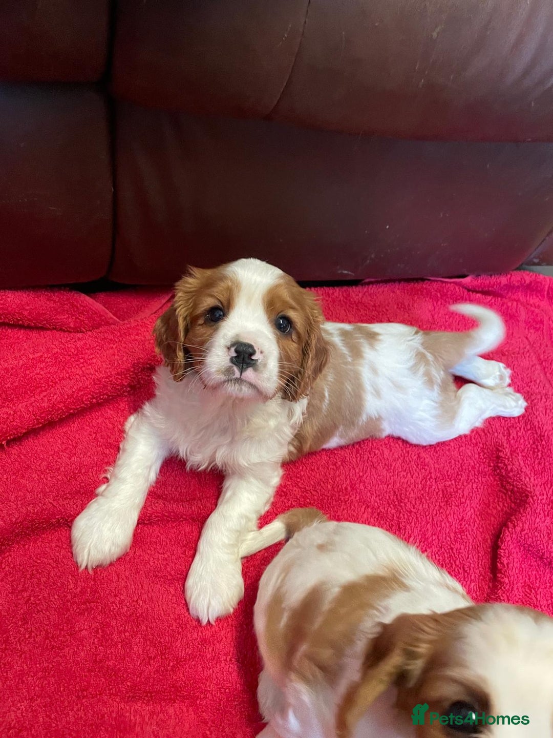 Cavalier King Charles Spaniel dogs for sale: Beautiful Cavalier King Charles KC Registered Pups - Image 6