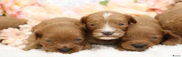 Cavapoo dogs for sale: *HEALTH TESTED* CAVAPOOS - Advert 11
