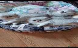 Persian cats for sale: Italian Persian chinchilla kittens♥️🐾 - Image 23