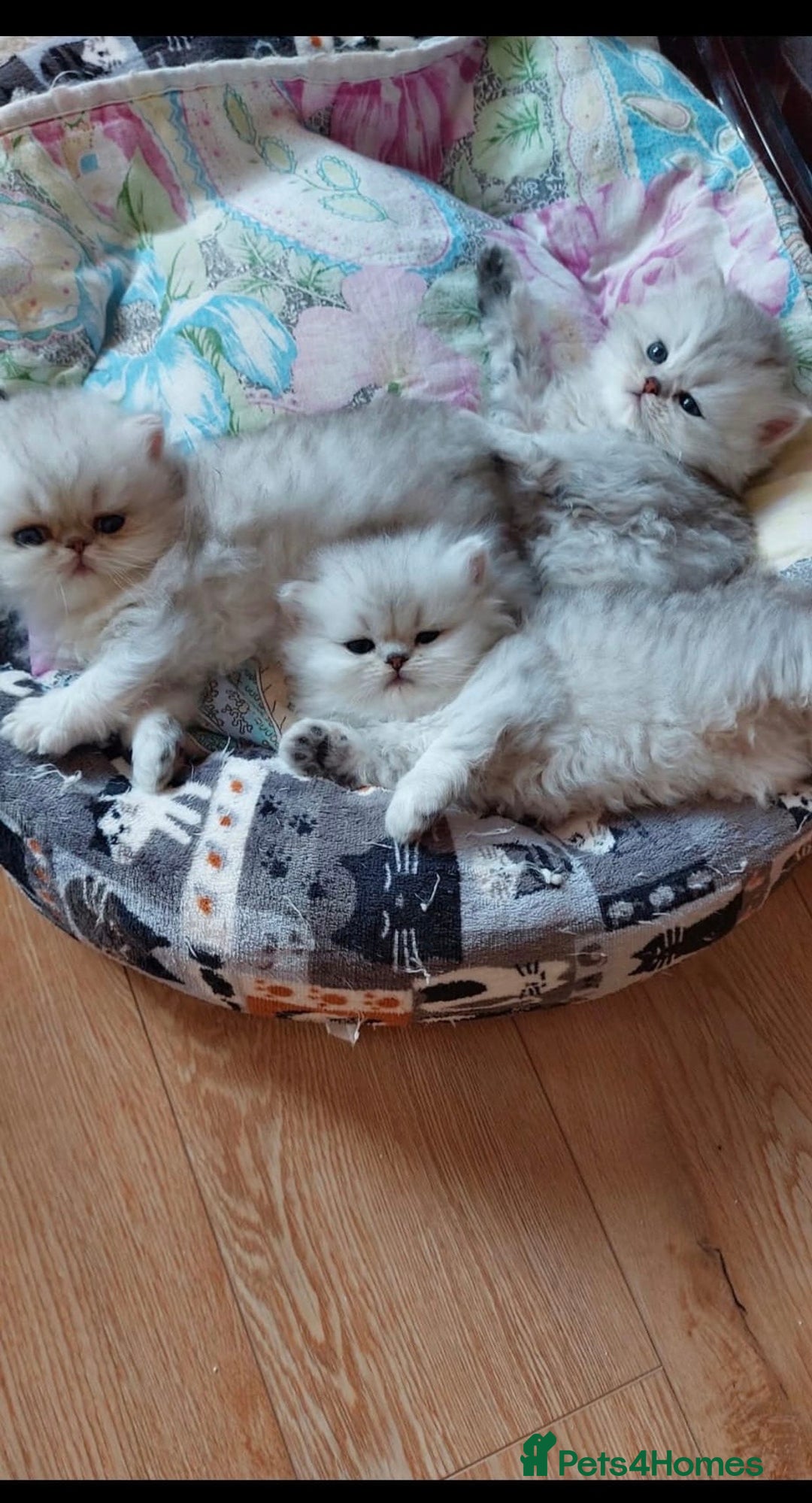 Persian cats for sale: Italian Persian chinchilla kittens♥️🐾 - Image 23