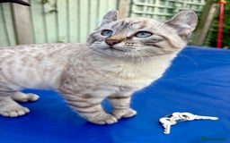 Bengal cats for sale: Breathtaking rare snow leopard  - Advert 15
