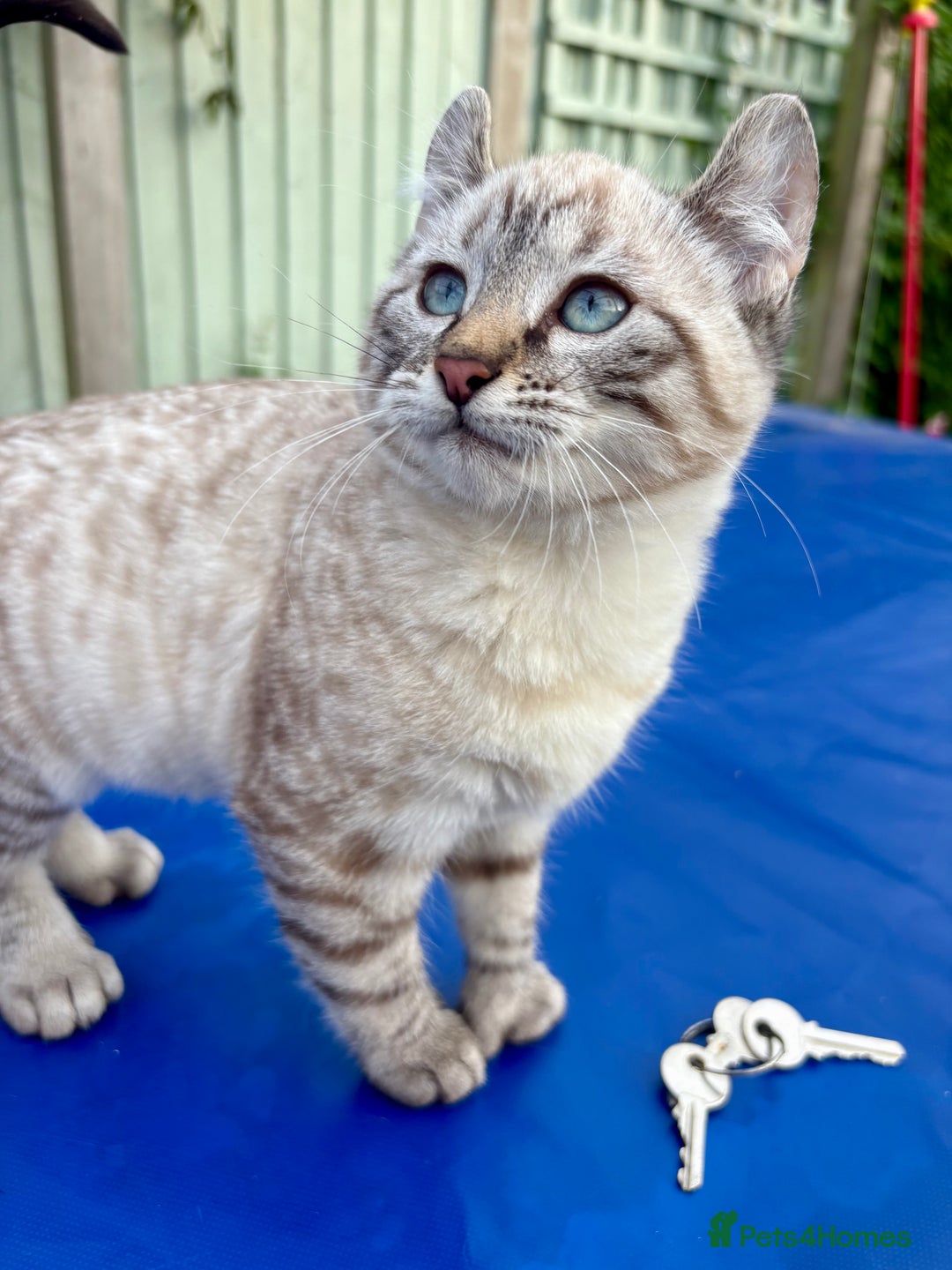 Bengal cats for sale: Breathtaking rare snow leopard  - Advert 15