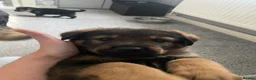 Mixed Breed dogs for sale: Rottweiler shepherd - Advert 6