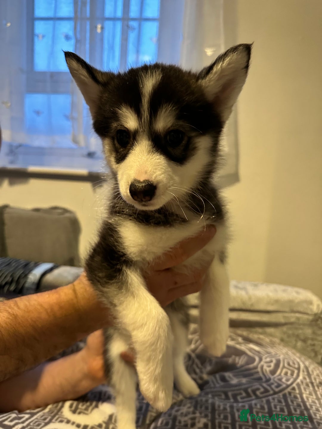 Pomsky dogs for sale: F4 Puppy pomsky  - Advert 6