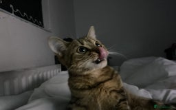 Bengal cats for sale: Bengal female cat 9 months old - Advert 2