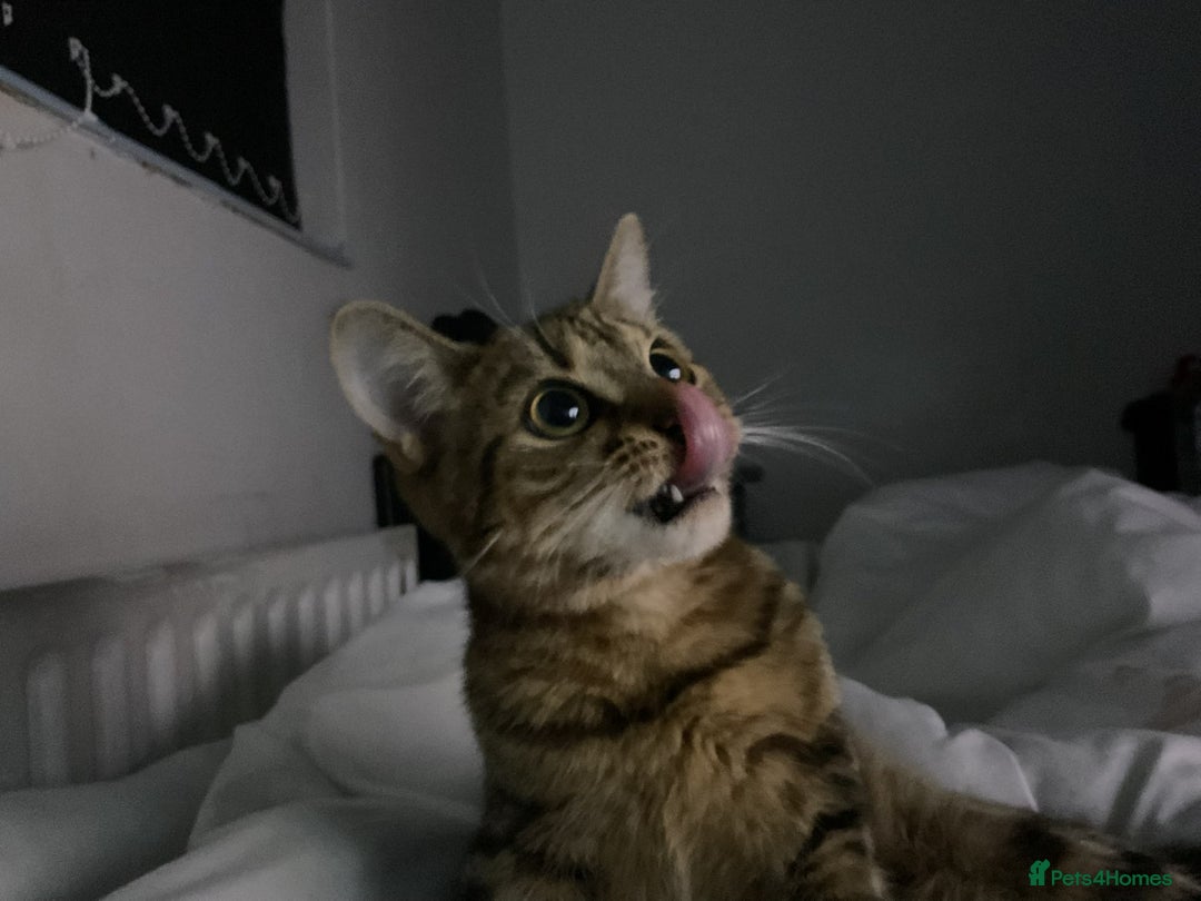 Bengal cats for sale: Bengal female cat 9 months old - Advert 2