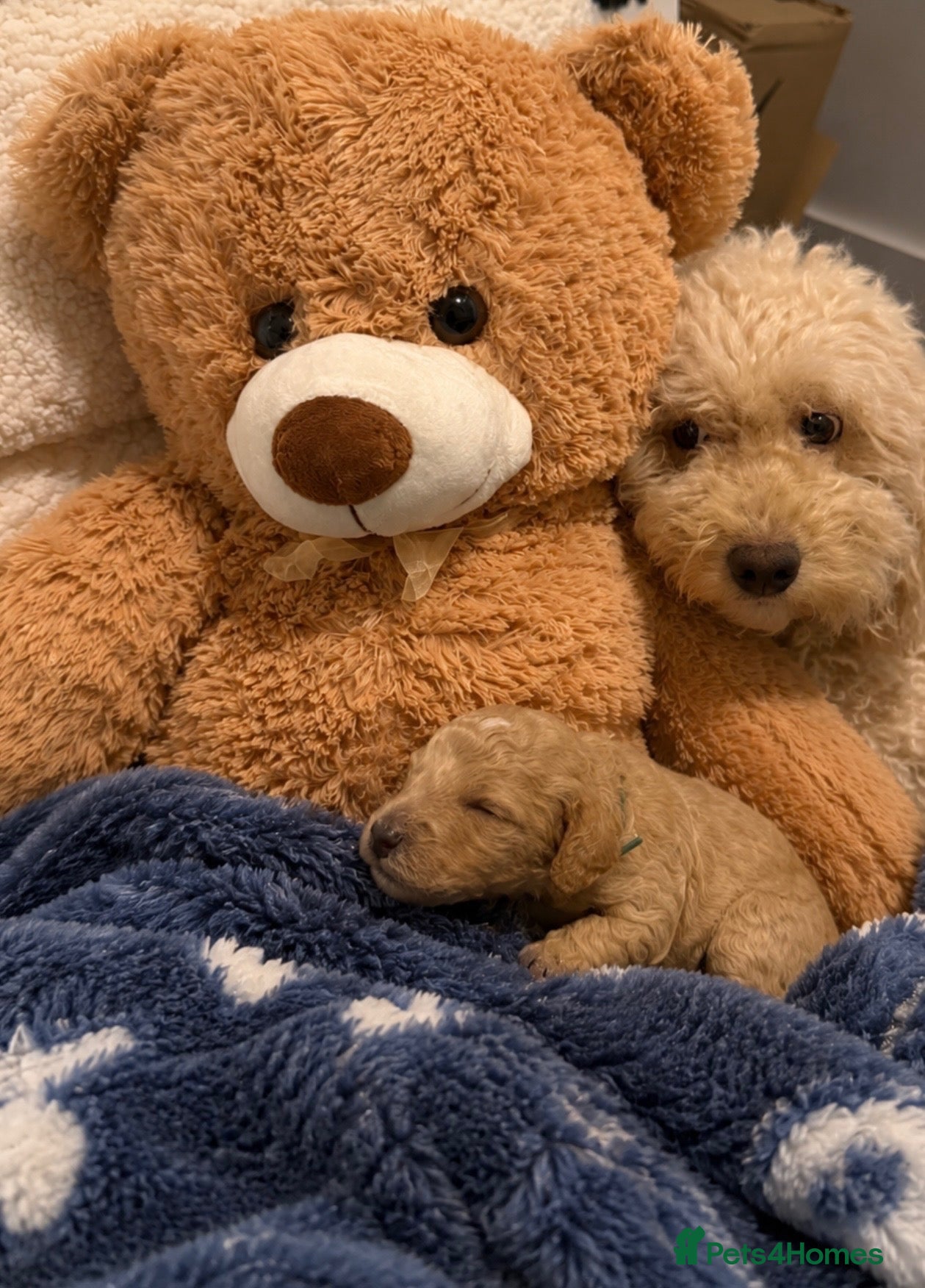 Cockapoo dogs 1 boy / 1 girl Beautiful f2b cockerpoos - Advert 17