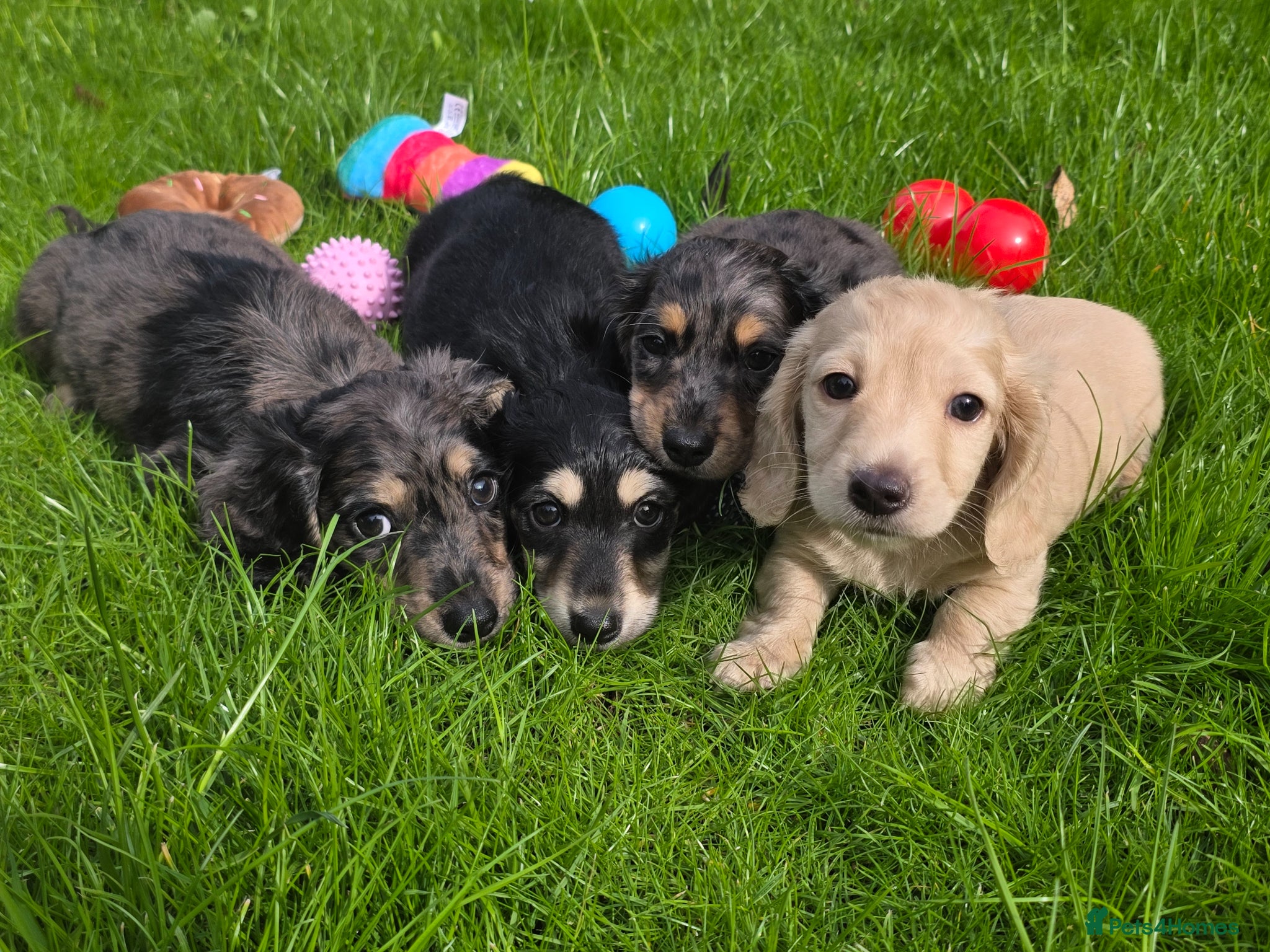 Miniature Dachshund dogs Stunning KC Long hair daxi. 5* breeders  - Advert 1