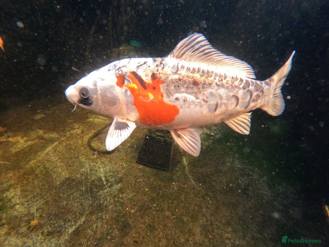 Koi Carp fish for sale: 2 koi Carp for sale  - Image 5