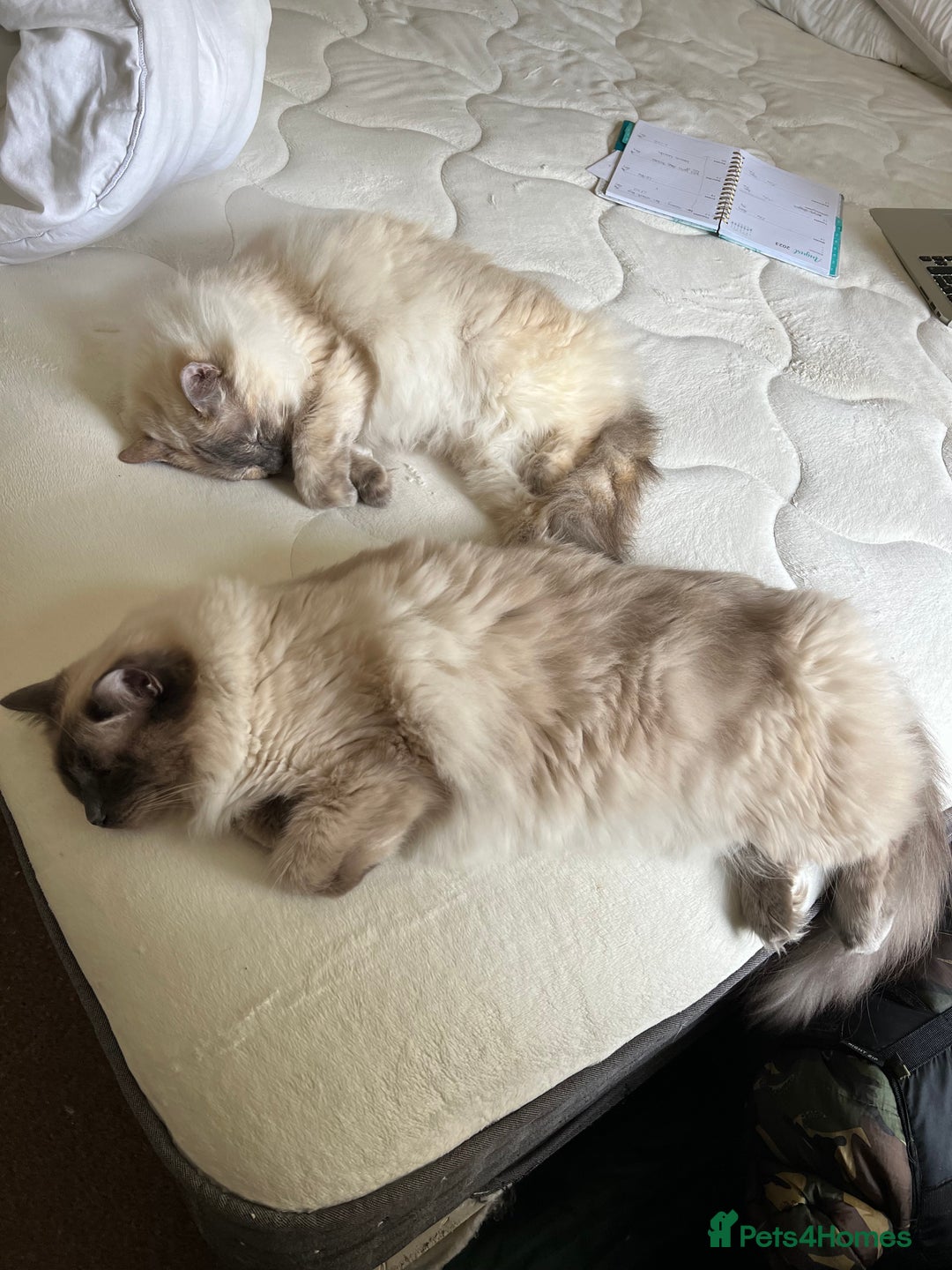 Ragdoll cats for sale: Ragdoll Mother and Son for Sale - Image 4