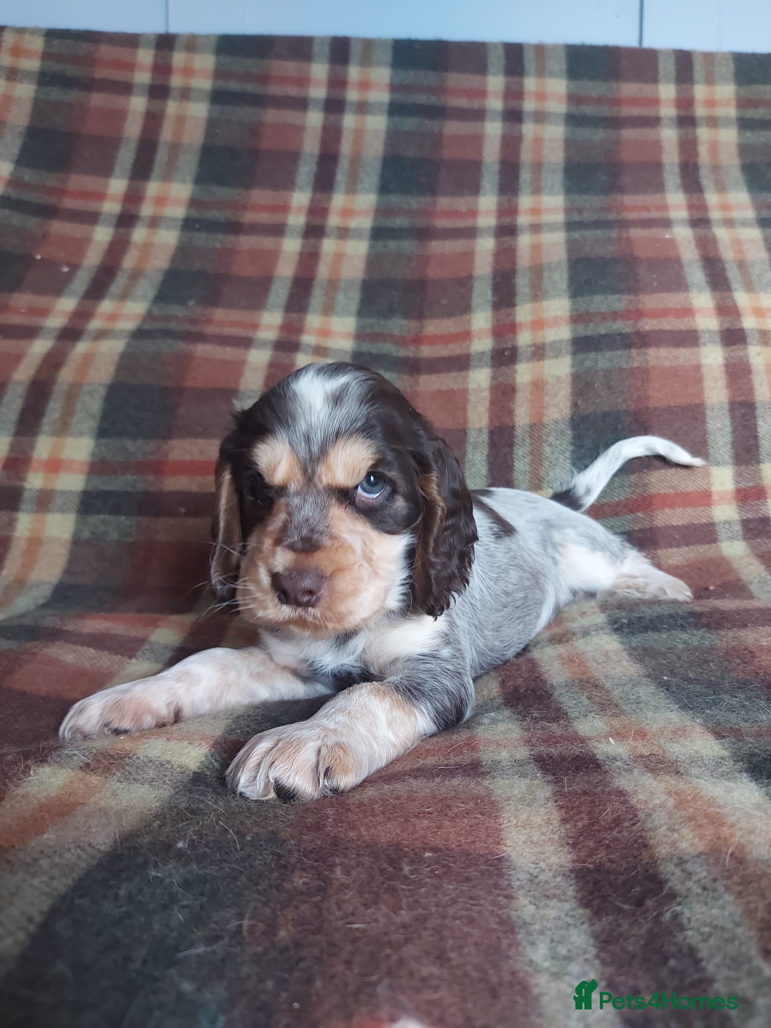 Cocker Spaniel dogs for sale: Beautiful hereditary clear show cocker spanial - Advert 1