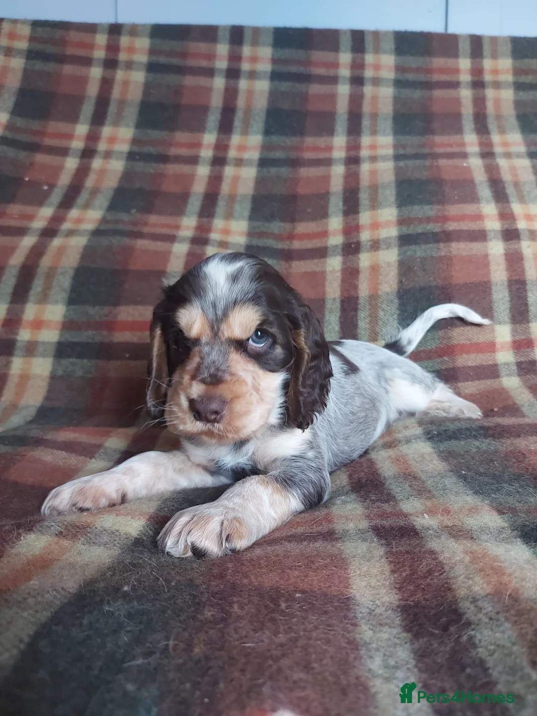 Cocker Spaniel dogs for sale: Beautiful hereditary clear show cocker spanial - Advert 1