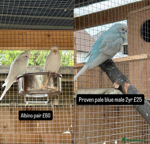 Budgerigars birds - Advert 14