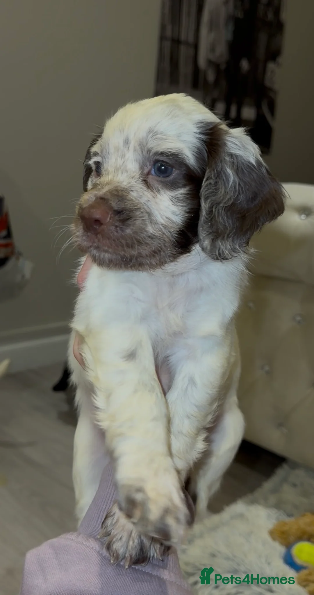 Cocker Spaniel dogs for sale: 9 Week Old - Boy Working Cocker Spaniel  - Advert 3